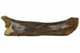 Partial Hadrosaur Femur With Three Teeth Associated - Montana #132897-8